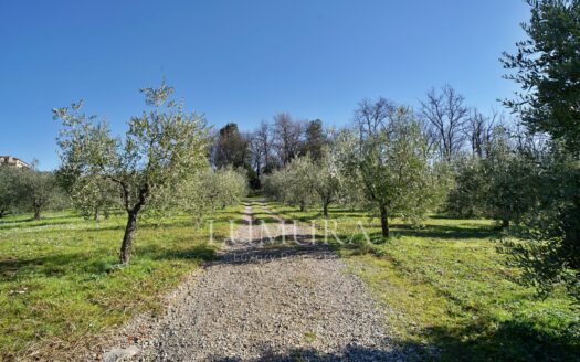 Turnkey House with Olive Grove